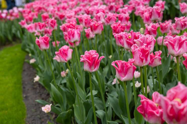 Tulpanen 'Crown of Dynasty'